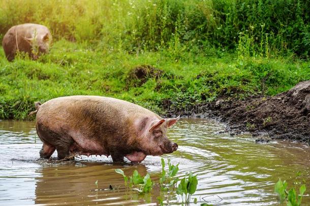 肥的猪肉,猪采用指已提到的人沼泽