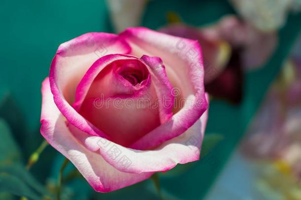 玫瑰芽白色的和粉红色的颜色关-在上面