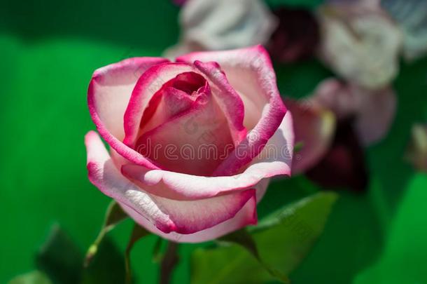 玫瑰芽白色的和粉红色的颜色关-在上面