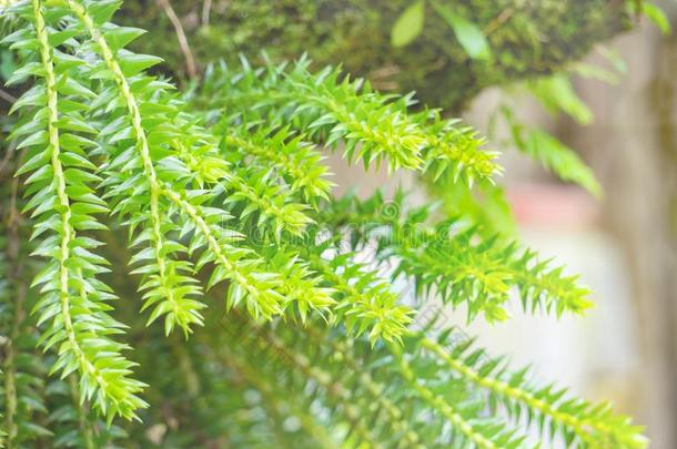 石杉属<strong>四角</strong>形羊齿植物采用指已提到的人花园,泰国