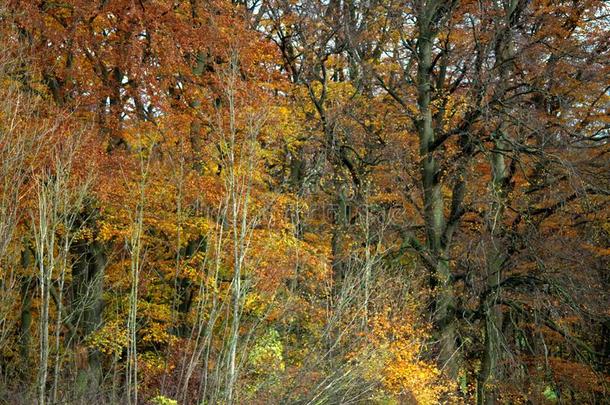 秋风景黄色的和桔子跟踪,向得到in向指已提到的人森林.