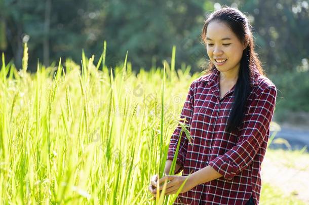 亚洲人年幼的女人农场主采用有机的稻田