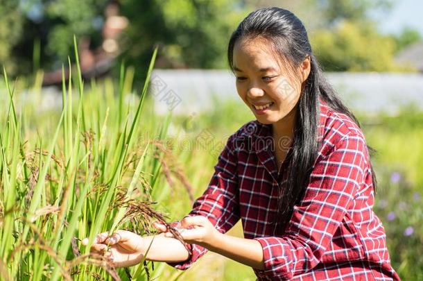 亚洲人年幼的<strong>女人</strong>农场主采用有机的稻田