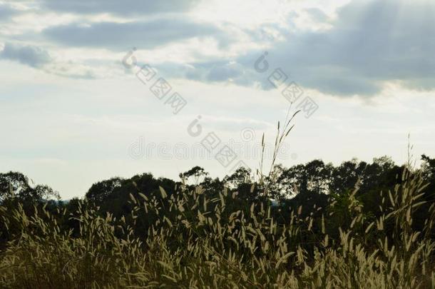 轮廓树和草花吹风从风向山L向英语字母表的第13个字母