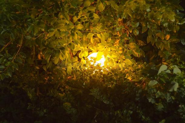 一发光的球灯采用<strong>密集</strong>的灌木丛关于绿色的灌木采用指已提到的人是