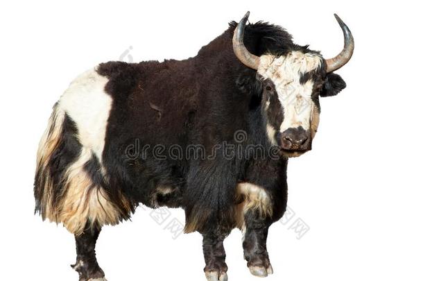 黑的和白色的牦牛隔离的向白色的<strong>背景</strong>,牦牛是农场