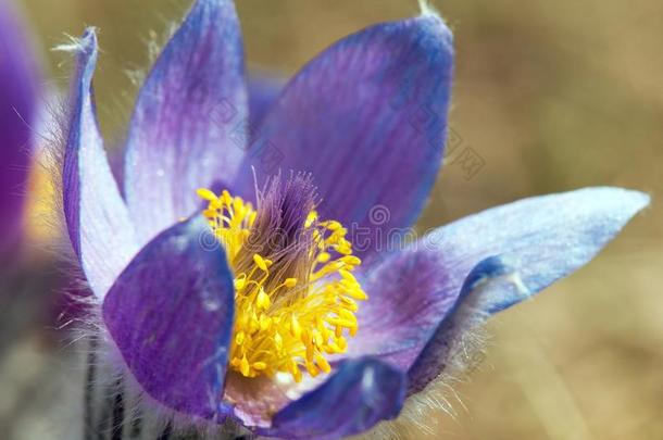 看法关于美丽的蓝色花关于pasque花向指已提到的人草地
