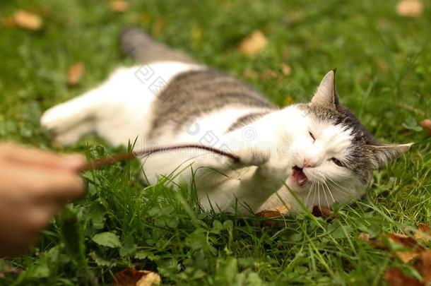 雄动物邮件蓝色有眼的猫比赛关在上面肖像向夏绿色的Greece希腊