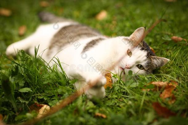 雄动物蓝色有眼的猫比赛关在上面肖像向夏绿色的草