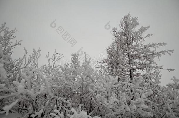 冬松软的雪-大量的树,诺里尔斯克