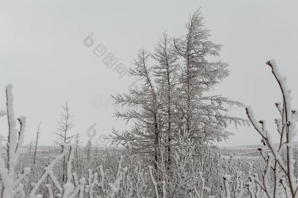 冬松软的雪-大量的树,诺里尔斯克