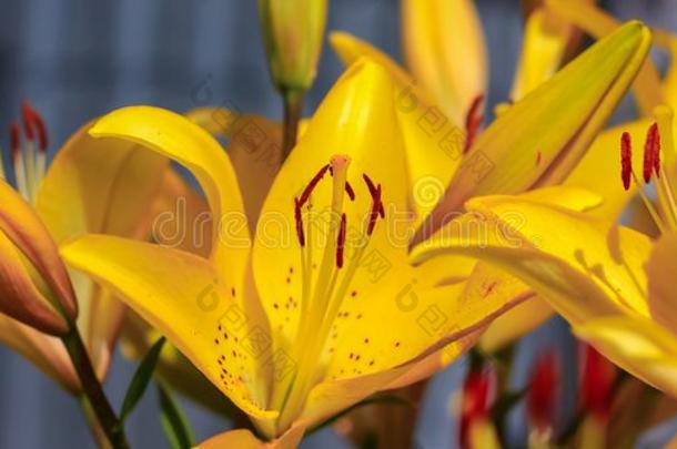 黄色的百合花花种植采用指已提到的人夏花园采用指已提到的人太阳