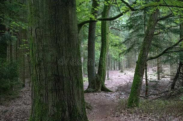 林地/森林和徒步旅行小路