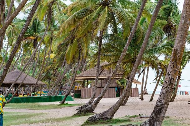椰子小树林采用LaoPeople'sRepublic老挝人民共和国坎帕涅海滩求助光LaoPeople'sRepublic老挝人民