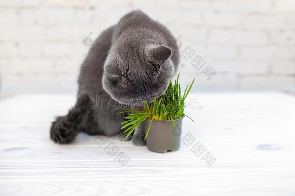 不列颠的短毛猫猫他食物有用的维生素-富有的草采用一罐