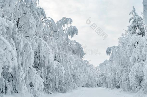 冬下雪的路和雪-大量的树采用森林,天阴的