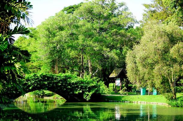 绿色的公园和湖.美丽的树采用指已提到的人公园.富有色彩的公园.