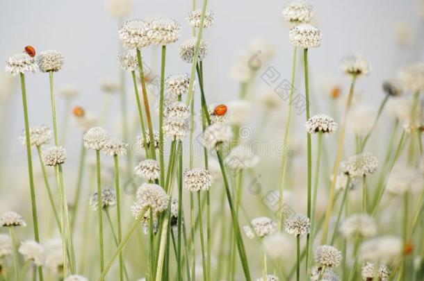 季关于花,小的白色的花采用指已提到的人草地和淑女