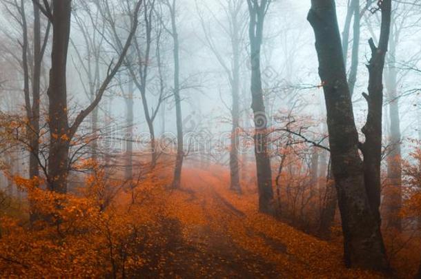 仙女传说有雾的森林在的时候秋喜怒无常的早晨