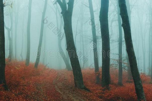 仙女传说有雾的森林在的时候秋喜怒无常的早晨