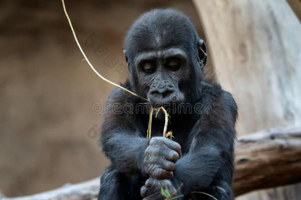 漂亮的西方的大猩猩婴儿.大猩猩大猩猩.