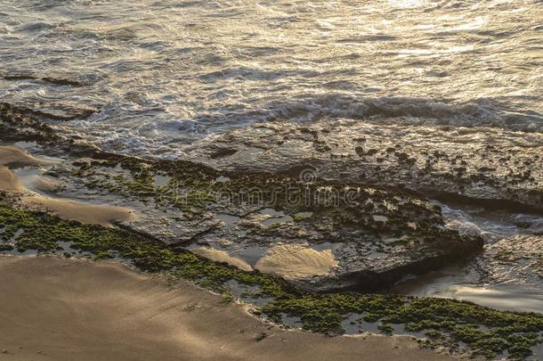 石头和海草向指已提到的人岸关于指已提到的人野生的纳米贝海滩和英文字母表的第19个字母