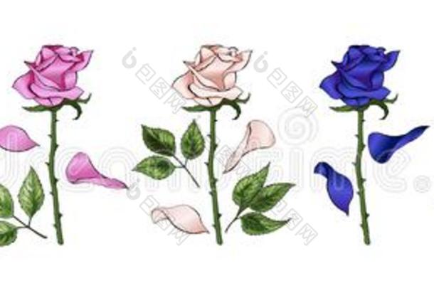 玫瑰手绘画和有色的.一开花蔷薇花蕾放置.vectograp矢量图
