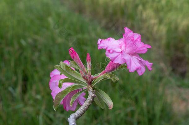 粉红色的箭毒胶属奥贝苏姆花采用绿色的背景.