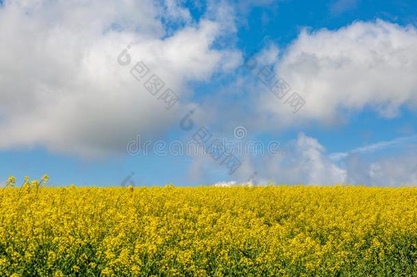 春季苏塞克斯风景关于云和加拿大油菜花