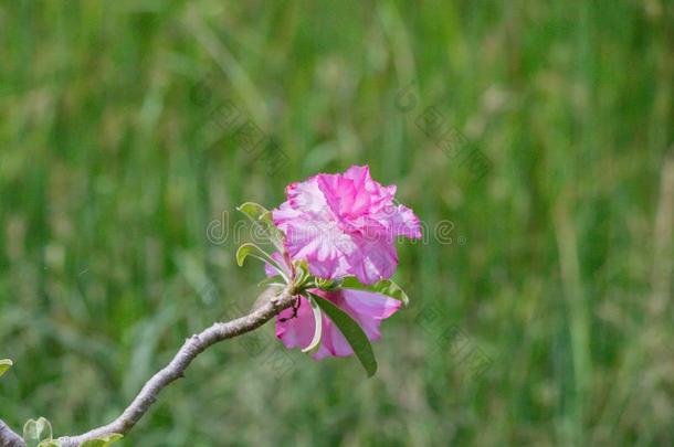 粉红色的箭毒胶属奥贝苏姆花采用绿色的背景.