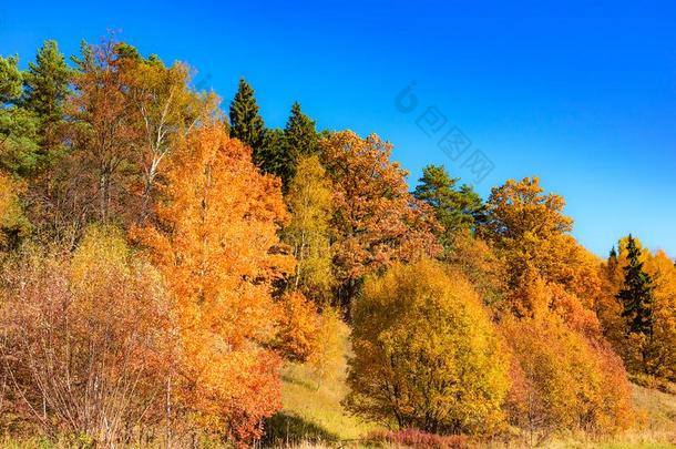 自然风景金色的秋树采用森林和富有色彩的草地