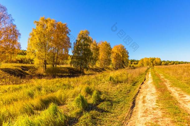 自然风景金色的秋树采用森林和富有色彩的草地