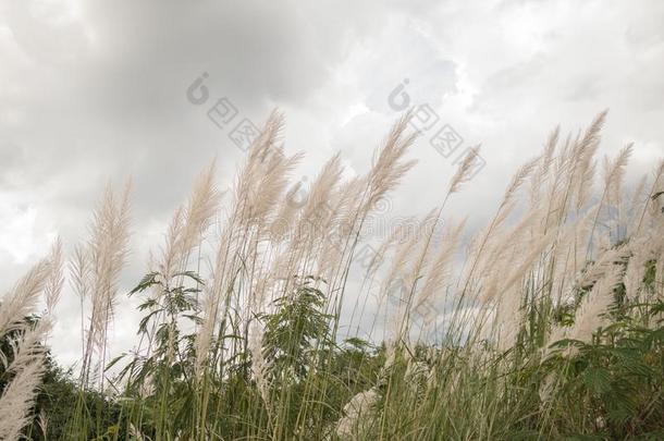 糖<strong>自发</strong>的花,甜根子草草,野生的甘蔗草floodlight泛光照明