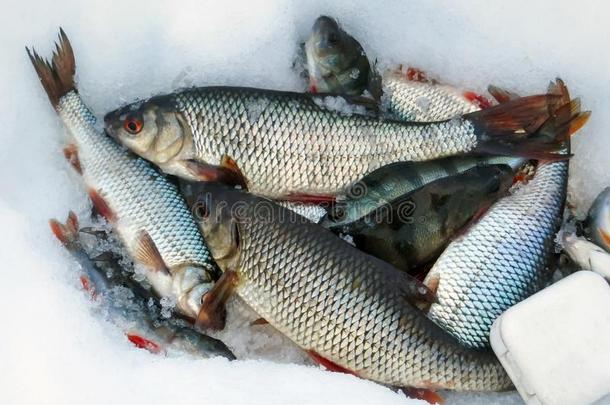 鱼向冰冬捕鱼