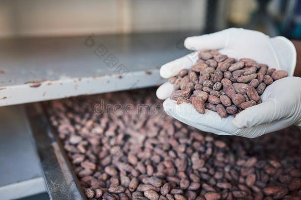巧克力制造工厂工人佃户租种的土地可可豆越过一tr一y