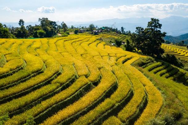 指已提到的人最美丽的稻台阶在小的村子关于旋转的ricevuta收条