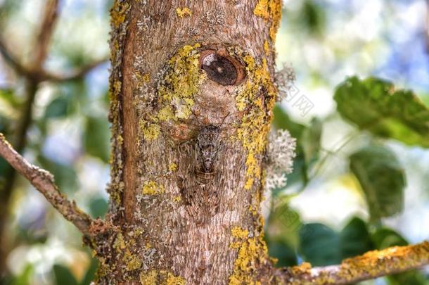 <strong>蝉</strong>一次向指已提到的人树树干,虫采用指已提到的人自然的栖息地