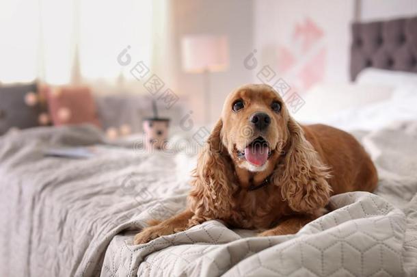 漂亮的娇养獚狗狗向床在家.