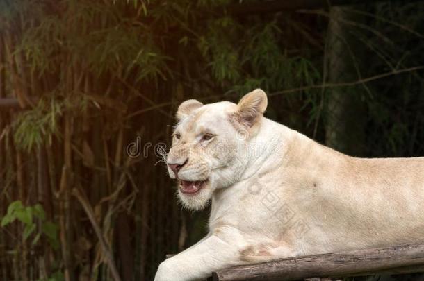 关在上面关于白色的狮子产卵数向木材和行动喜欢胁迫的