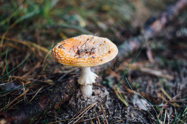 伞形毒菌飞-蘑菇木耳蘑菇采用指已提到的人p采用e森林,特写镜头,浅的