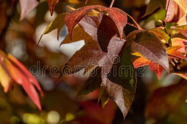 秋红色的,黄色的,金和绿色的树叶胶皮糖香树安息香