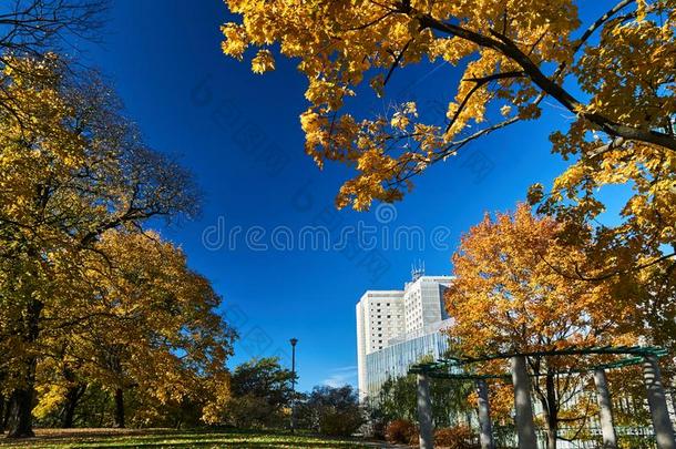 树采用指已提到的人公园和富有色彩的秋树叶和现代的build采用
