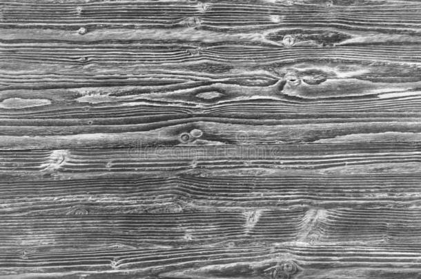 老的灰色的和白色的条关于自然的木材质地背景