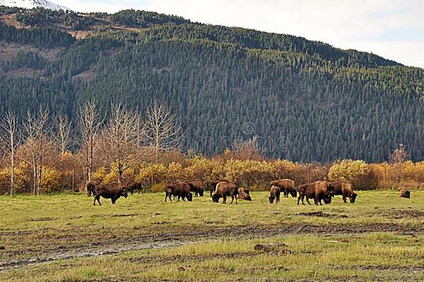 组关于野生的牛采用美国阿拉斯加州