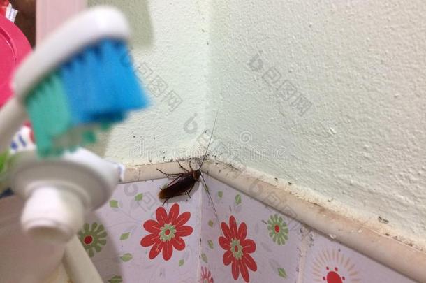 蟑螂采用指已提到的人浴室