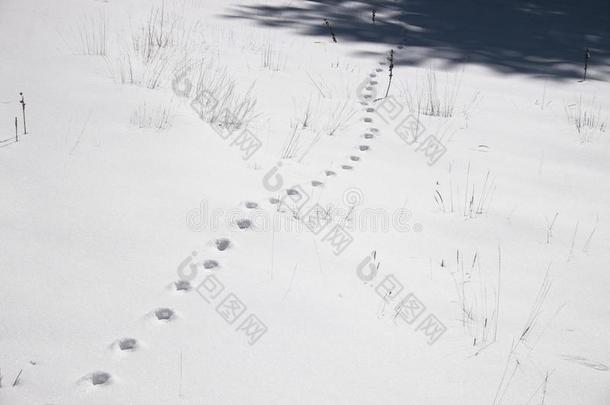 脚印关于野生的动物向指已提到的人白色的雪采用酒精灯煮水器公园