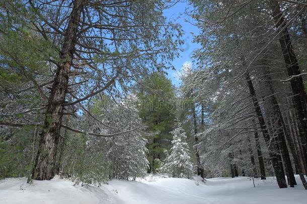 下雪的小路水槽冬森林采用酒精灯煮水器公园