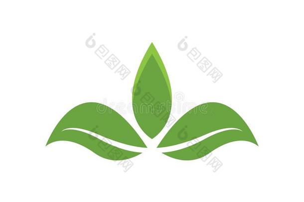 绿色的叶子生态学自然元素