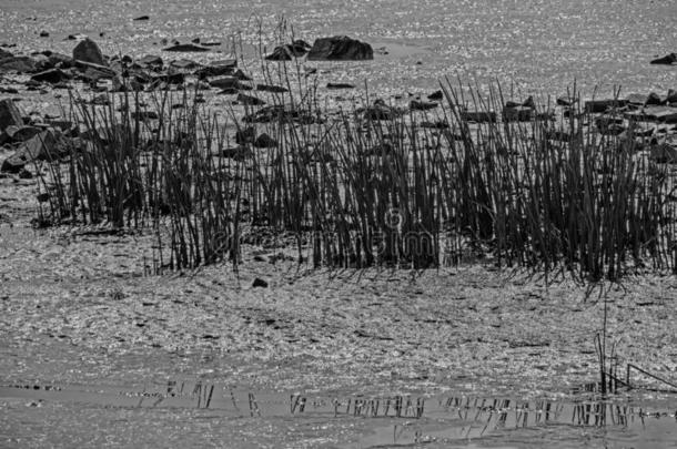 抽象的影像关于植物和石头采用海边淤泥地