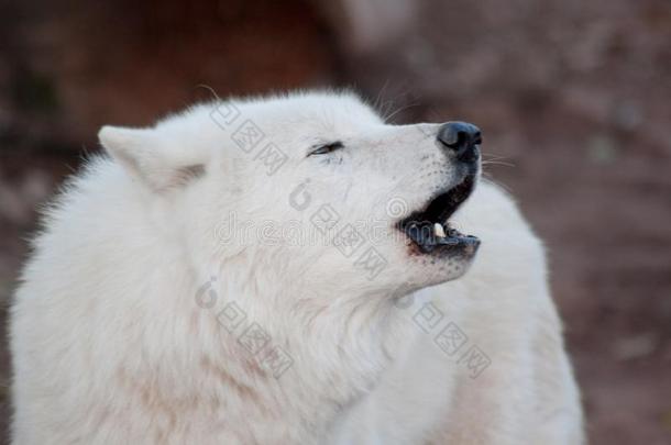 野生的阿拉斯加州人冻土带狼是（be的三单形式<strong>嚎叫</strong>采用反应向别的贪婪者.